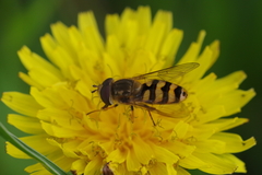 Syrphinae