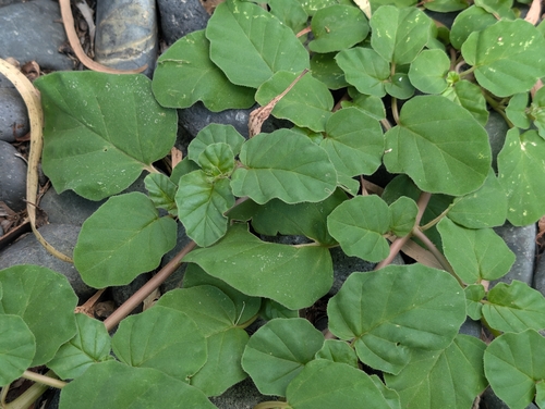 Boerhavia diffusa observed 2026-09-21
