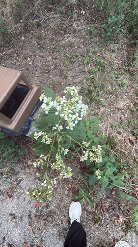 frostweed