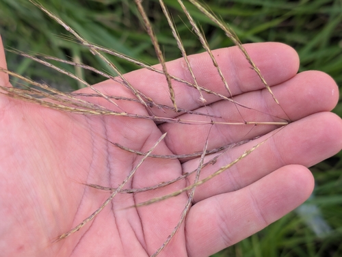 Dichanthium annulatum observed 2026-09-21