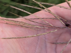 Dichanthium annulatum, photograph author not stated, no rights reserved
