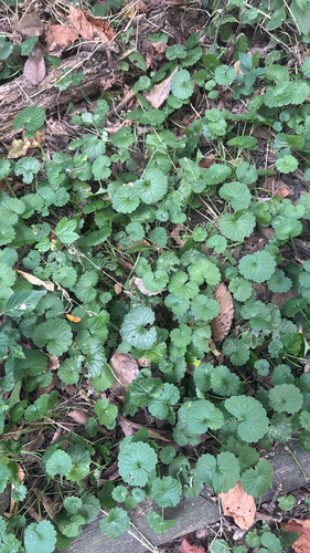 ground-ivy