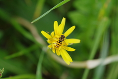 Syrphinae