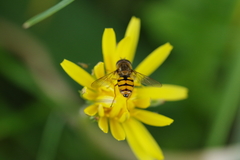 Syrphinae
