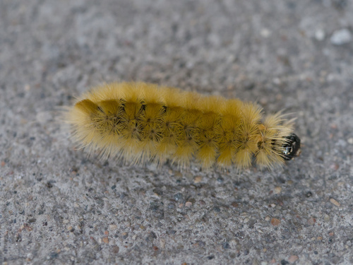 Banded Tussock Moth