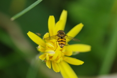 Syrphinae