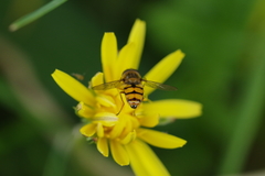 Syrphinae