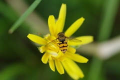 Syrphinae