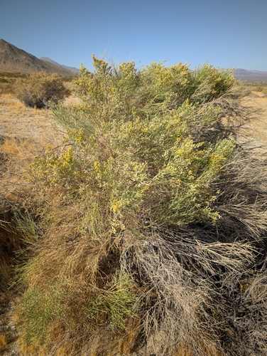 Lepidospartum squamatum, photograph 1
