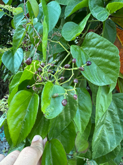 Cissus verticillata, photograph (c) Matteo Bellucci, some rights reserved (CC BY)
