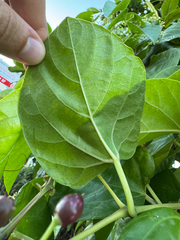 Cissus verticillata, photograph (c) Matteo Bellucci, some rights reserved (CC BY)
