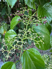 Cissus verticillata, photograph (c) Matteo Bellucci, some rights reserved (CC BY)
