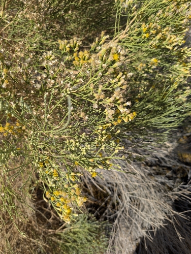 Lepidospartum squamatum, photograph 2