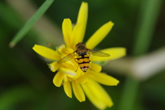 Syrphinae