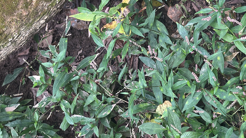 low smartweed