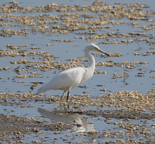 Snowy Egret