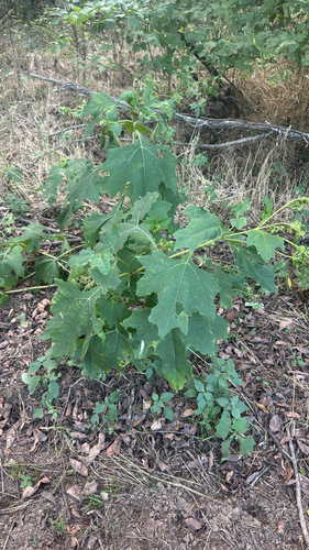 bear's foot