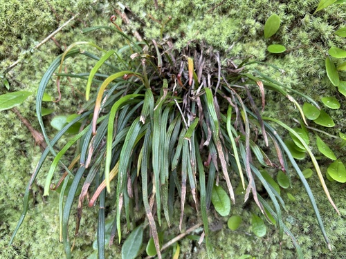 Haplopteris elongata observed 2026-09-22
