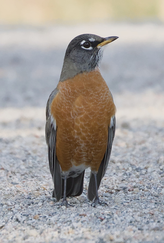 American Robin