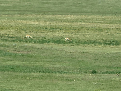 Pronghorn
