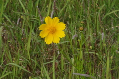 Coreopsis lanceolata