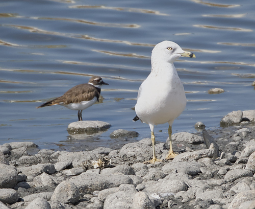 Ring-billed Gull