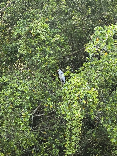 Grey Heron