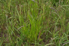 Coreopsis lanceolata