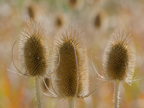 wild teasel