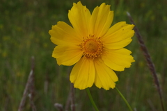 Coreopsis lanceolata