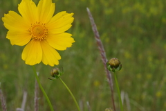 Coreopsis lanceolata