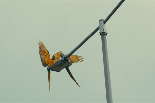 Blue-and-yellow Macaw