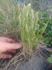 Poa macrantha