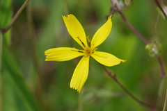 Ixeridium dentatum dentatum