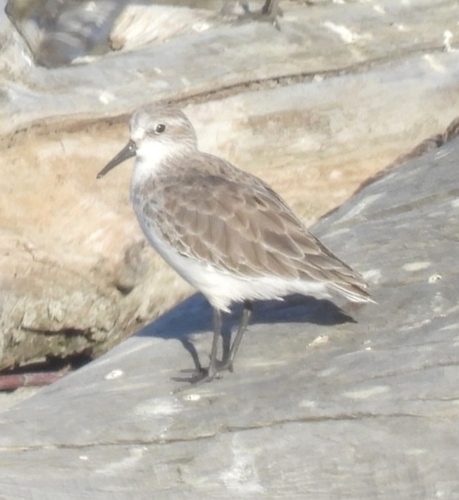 Western Sandpiper