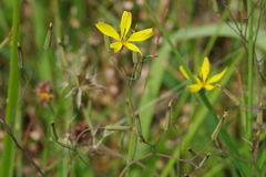Ixeridium dentatum dentatum