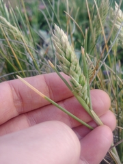 Poa macrantha