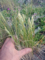 Poa macrantha
