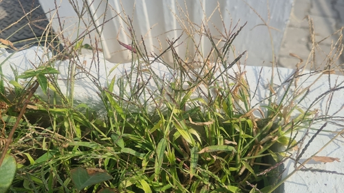 Digitaria sanguinalis, photograph 2