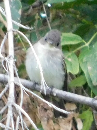 Eastern Wood-Pewee