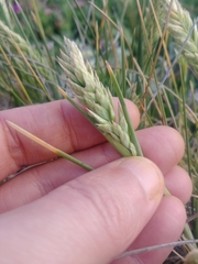 Poa macrantha