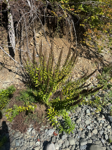 Artemisia suksdorfii, 2026-09-21