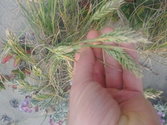 Poa macrantha