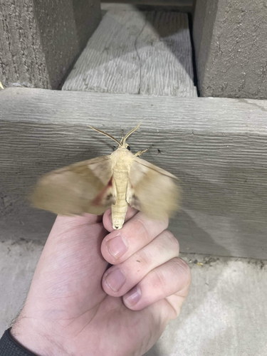 Modest Sphinx
