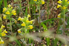 Pelopidas mathias oberthueri