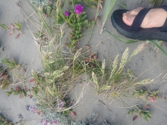 Poa macrantha