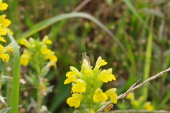 Pelopidas mathias oberthueri