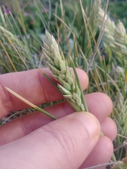Poa macrantha