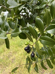 Santalum paniculatum