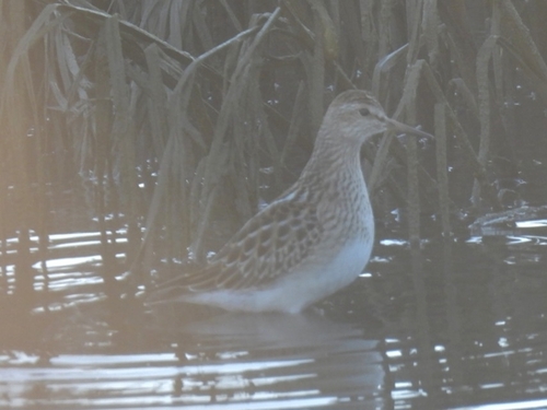 Pectoral Sandpiper